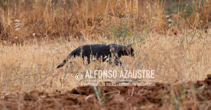 Alfonso Azaustre y su fotografía de la pantera