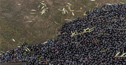 Aceitunas - Reportaje y fotoperiodismo